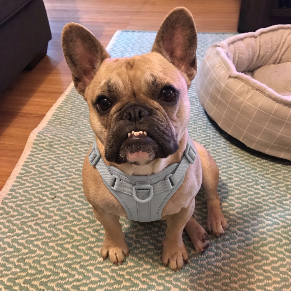 files/BullDog_Review.webp