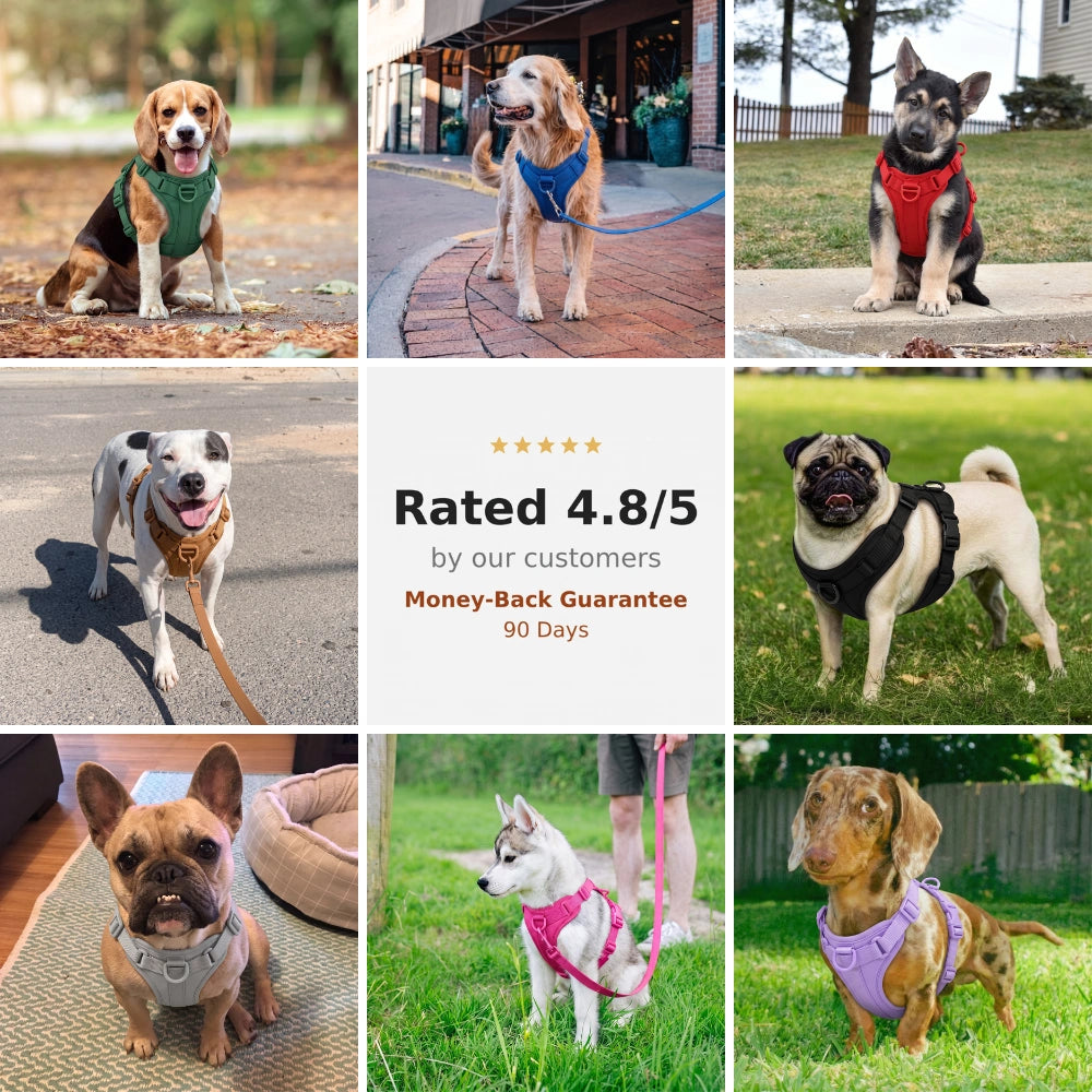 Fair Paw™ No-Pull Harness